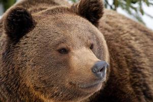 A black bear brown grizzly portrait in the snow while looking at you photo