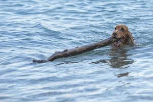 Cachorro cocker spaniel jugando en la playa foto