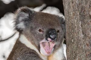 Wild koala on a tree while yawning photo