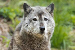 Grey wolf while looking at you photo