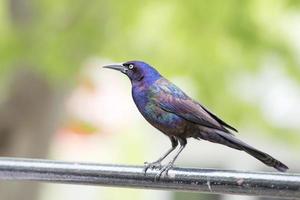 Rainbow Raven portrait on iron bar photo