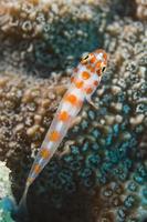 A colorful fish on hard coral macro in Cebu Philippines photo