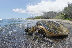 tortuga verde en la playa de arena foto