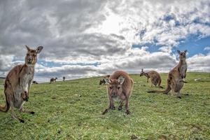 Kangaroo mother father and son portrait photo