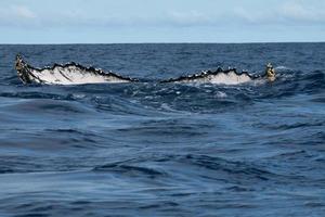 Humpback whale tail going down in blue polynesian sea photo