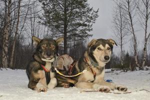 sledding with sled dog in lapland in winter time photo