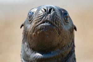 baby newborn sea lion on the beach photo