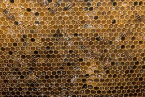 bees inside beehive macro close up photo