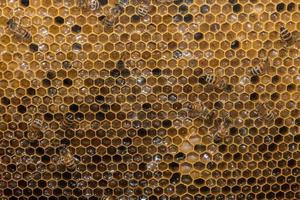 bees inside beehive macro close up photo