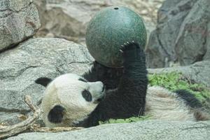 giant panda while playing with a ball photo