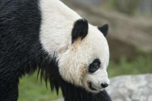 giant panda while coming to you photo