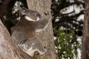 Wild koala on a tree while looking at you photo