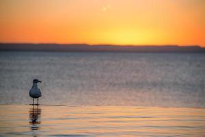 seagull on sandy beach at sunset photo