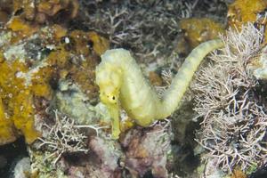 caballito de mar hembra amarillo foto