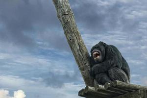 Ape chimpanzee monkey while yawning photo