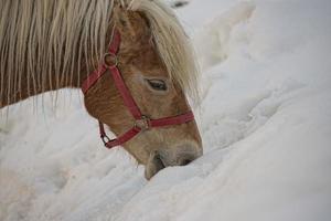 Horse portrait on the white snow while looking at you photo