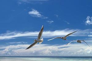 gaviota en el fondo del cielo azul isla tropical paradisíaca foto