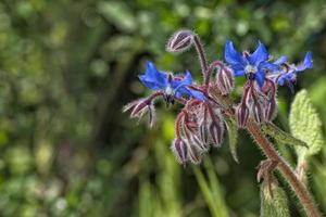 orquídea salvaje azul foto
