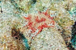 corona de espinas estrella de mar foto