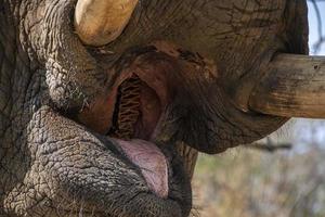 boca de elefante de cerca en el parque kruger sudáfrica foto
