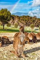 Kangaroo mother and son portrait on rainbow sky background photo