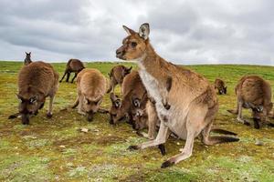 kangaroo portrait close up portrait look at you photo