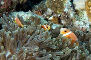 Clown fish inside green anemone on reef background photo