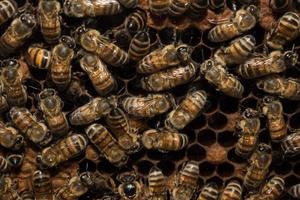 bees inside beehive macro close up photo