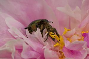 Metallic green beetle into pink flower photo