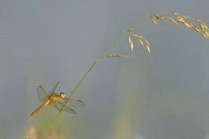Isolated golden dragonfly in the light blue background photo