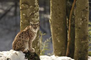 An isolated Lynx in the snow background while looking at you while sitting on a rock photo