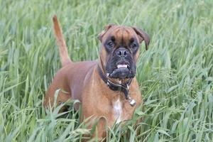 Isolated boxer young puppy dog while jumping on green grass photo