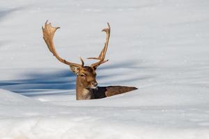 fallow deer in the snow photo