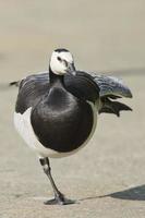 Isolated black and white goose while standing photo