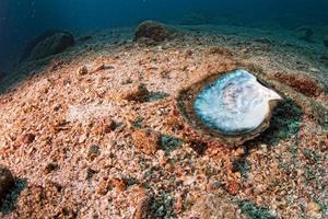 concha de nácar en un arrecife colorido fondo de paisaje submarino foto