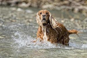 cachorro cocker spaniel jugando en el agua foto