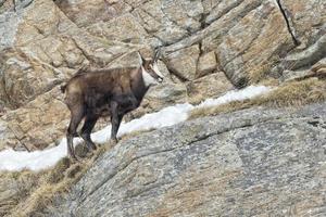 Chamois deer in the rocks background photo