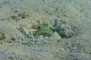 Goby fish closeup photo