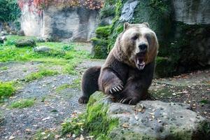 bear brown grizzly in the forest background photo