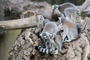 lemur monkey on a tree photo