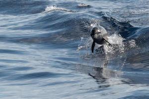 common dolphin jumping outside the blue ocean photo