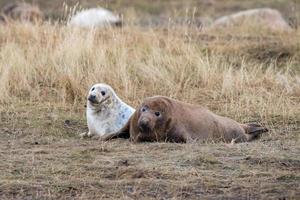 grey seal puppy while relaxing on the beach in Great Britain photo
