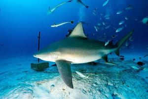 tiburón toro mientras está listo para atacar mientras se alimenta foto