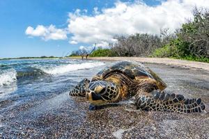 tortuga verde llegando a la costa en hawaii foto