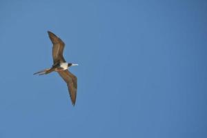 Gannet Bird while flying photo