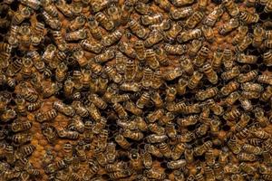 bees inside beehive macro close up photo