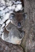 Wild koala on a tree while looking at you photo