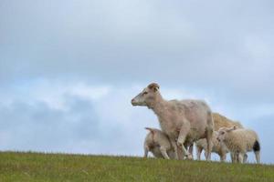 A sheep from iceland with its calf while eating photo