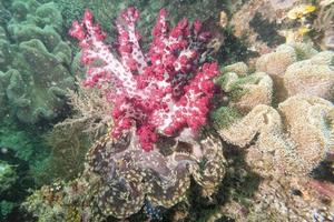 A soft coral on a tridacna clam photo