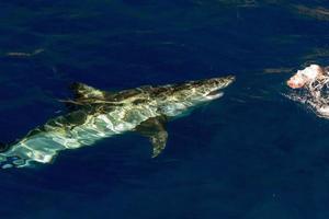 Great White shark ready to attack photo